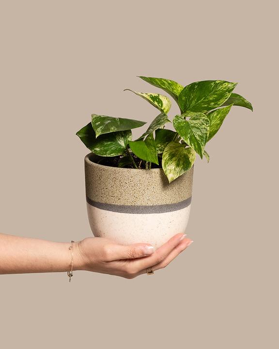 Immagine prodotto feey Efeutute Marble Queen (25 cm, Appena rinvasata)