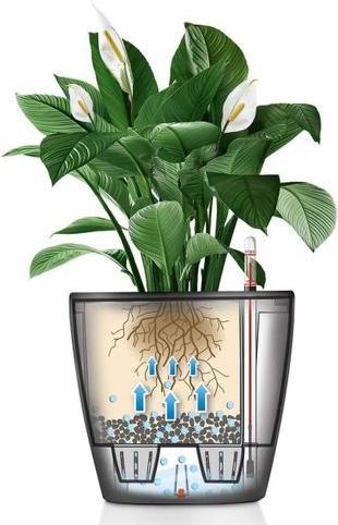 Actual product image Lechuza Classico (28.50 cm)