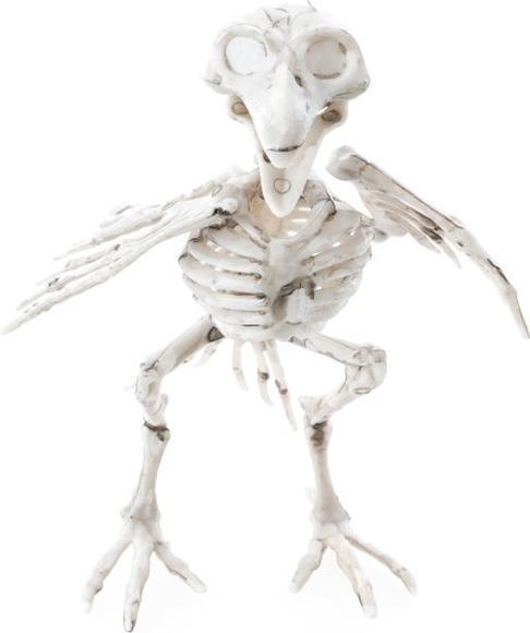 Actual product image Chaks Squelette de corbeau