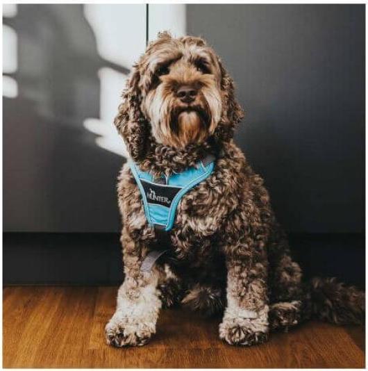 Actual product image Hunter Divo tableware (S, M, Dog, General)