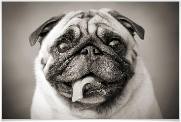 Actual product image Trenddeko Lovable pug (120 x 80 cm)