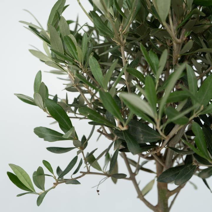 Actual product image Plant in a Box Olea Europaea - Set of 2 olive trees (90 cm)