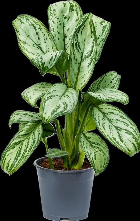 Image du produit Mahaloplants Aglaonema Maria Christina (35 cm)