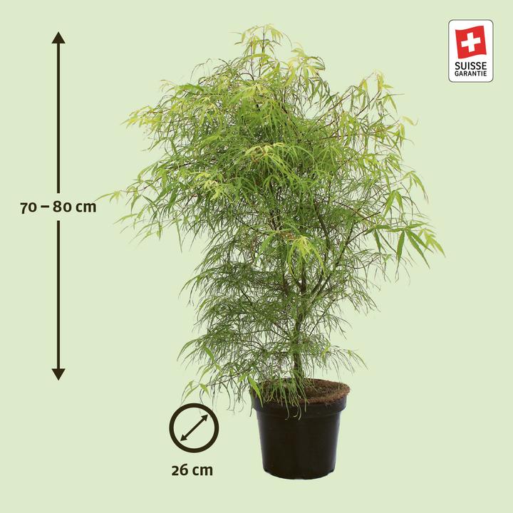 Immagine prodotto Zulauf Japanischer Fächer-Ahorn / Acer palmatum 'Koto-No-Ito' (80 cm)