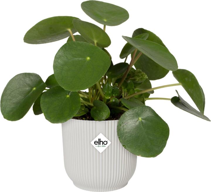 Actual product image Elho Vibes Fold (25 cm)