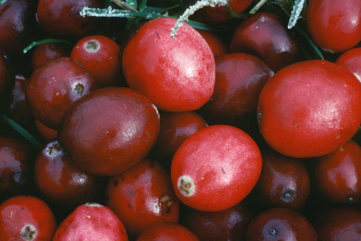 Immagine prodotto Arkopharma Arkocaps Bio Cranberry Kapseln (45 Pezzo/i, Pillole, 43 g)