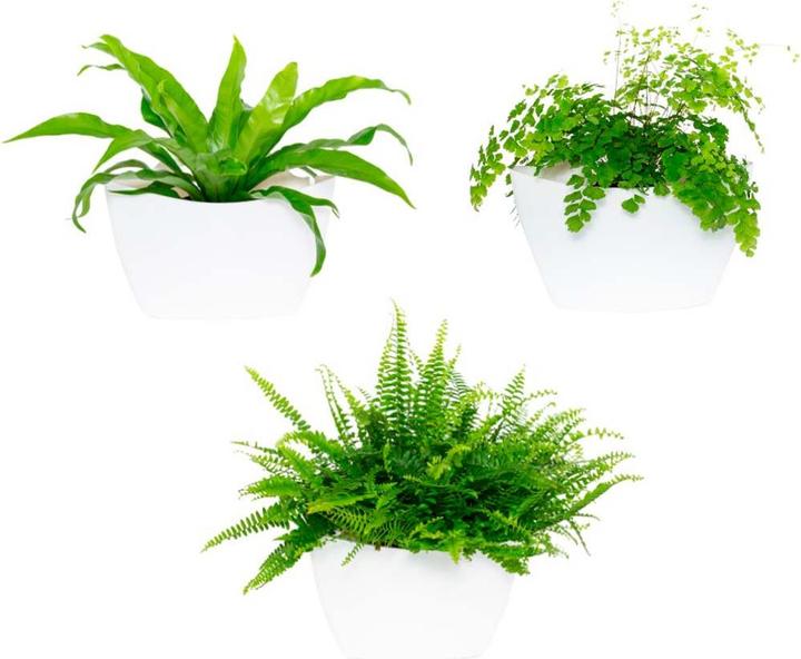 Image du produit CitySens 3 Pack Wall Planters  planteur blanc (9 cm)
