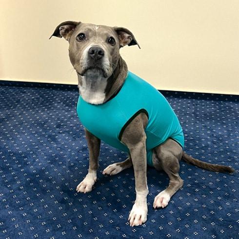 Image du produit PerAnimal Body pour chiens Mâle (Manteau pour chien)