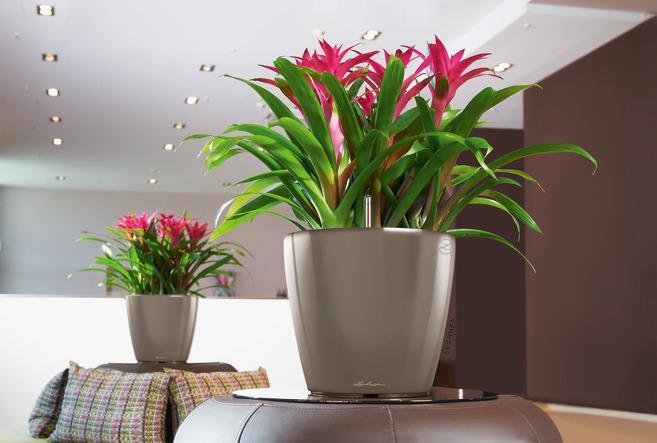 Image du produit Lechuza Classico (36 cm)