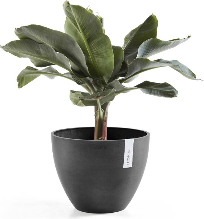 Actual product image Ecopots Antwerp (50 cm)