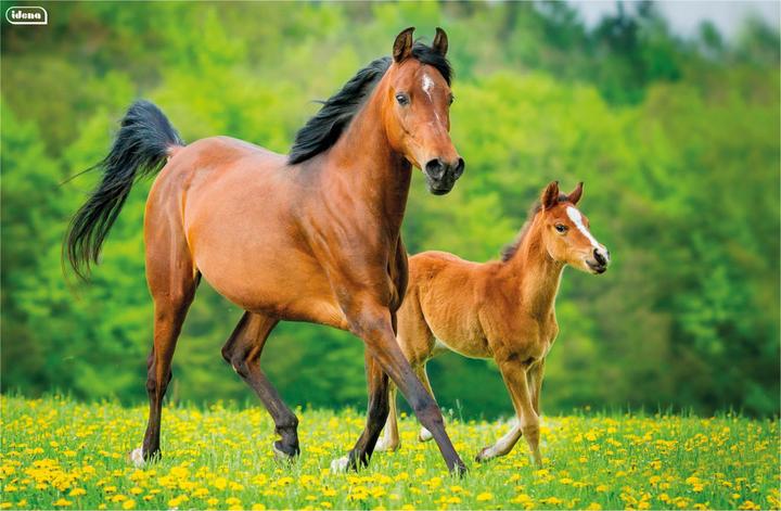 Productafbeelding Idena Bureaulegger PP 58,5x38,5cm Paard