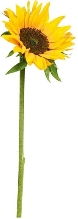 Immagine prodotto Trenddeko Girasole singolo (25 x 72 cm)