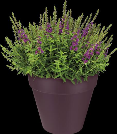 Image du produit Elho Loft Urbain (20 cm)