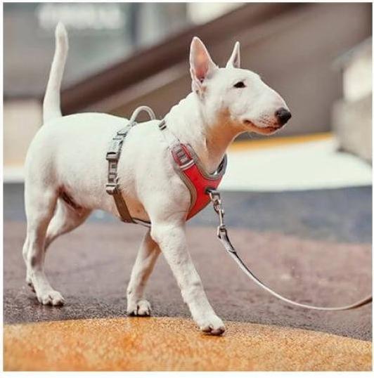 Actual product image Hurtta Harness Venture No-Pull, 45-60, Grey (45, 46, 47, 48, 49, 50, 52, 54, 56, 58, 60, Dog, General)