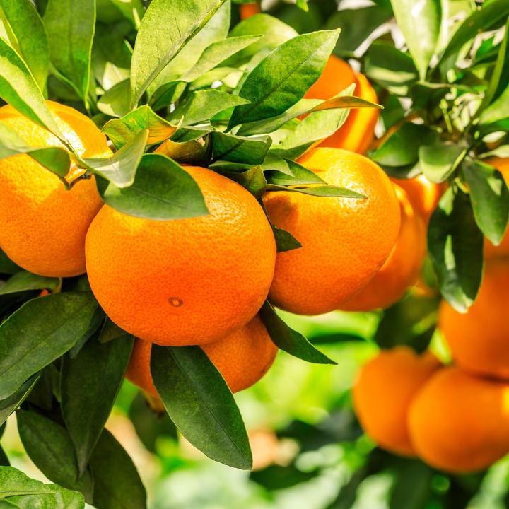 Image du produit Plant in a Box Citrus calamondin, citrus limon, ficus carica, olea - Set de 4 arbres fruitiers méditerranéens (25 cm)