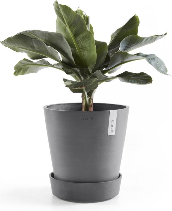 Actual product image Ecopots Saucer on Wheels