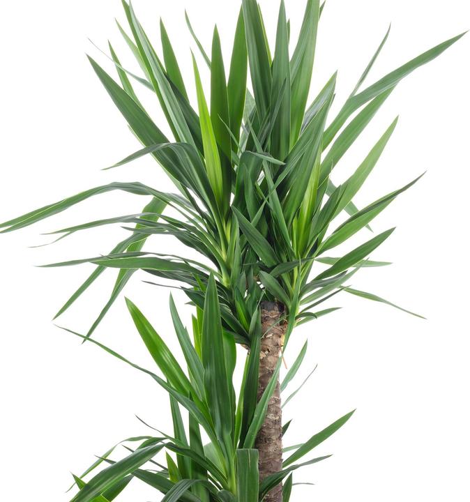 Actual product image Novidarte Artificial yucca palm (75 cm)