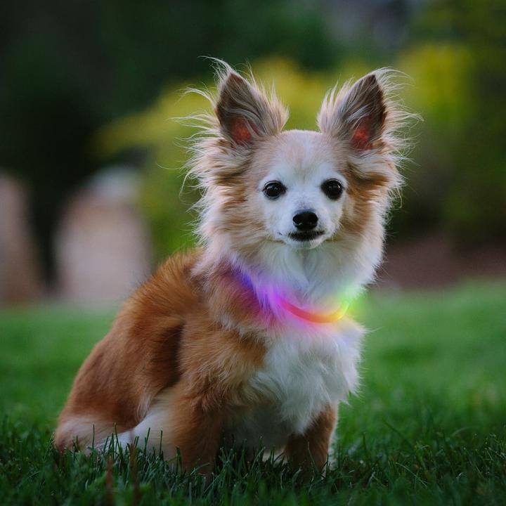 Produktbild Nite Ize NiteHowl® MiRechargeable LED Safety Necklace (Hund, Allgemein)