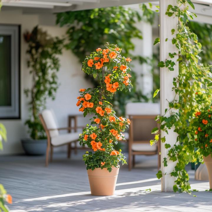 Produktbild Plant in a Box Thunbergia alata 'New Orange' - 3er-Set Schwarzäugige Susanna (25 cm)
