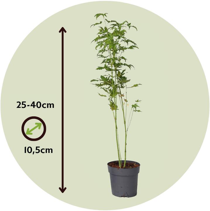 Immagine prodotto Plant in a Box Acer palmatum 'Going Green' - Acero giapponese (25 cm)