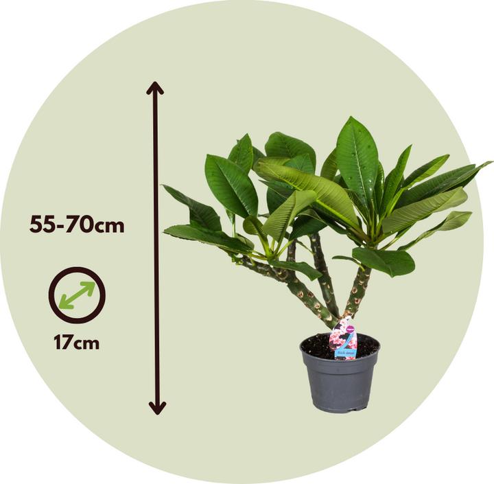 Immagine prodotto Plant in a Box Plumeria Frangipani Pearl - Pianta delle Hawaii (70 cm)
