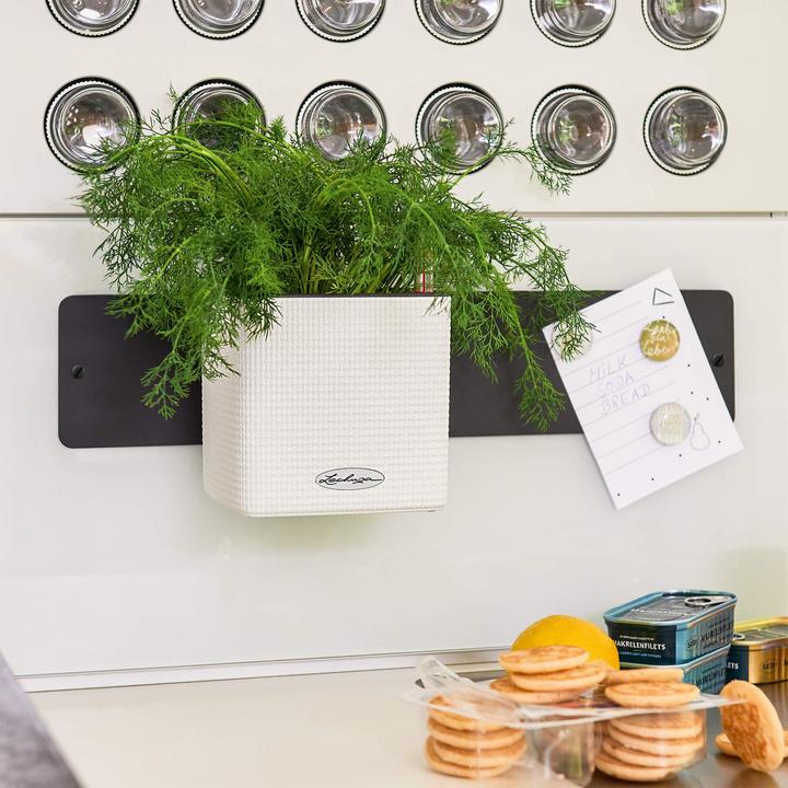 Image du produit Lechuza Green Wall Home Kit (15 cm)