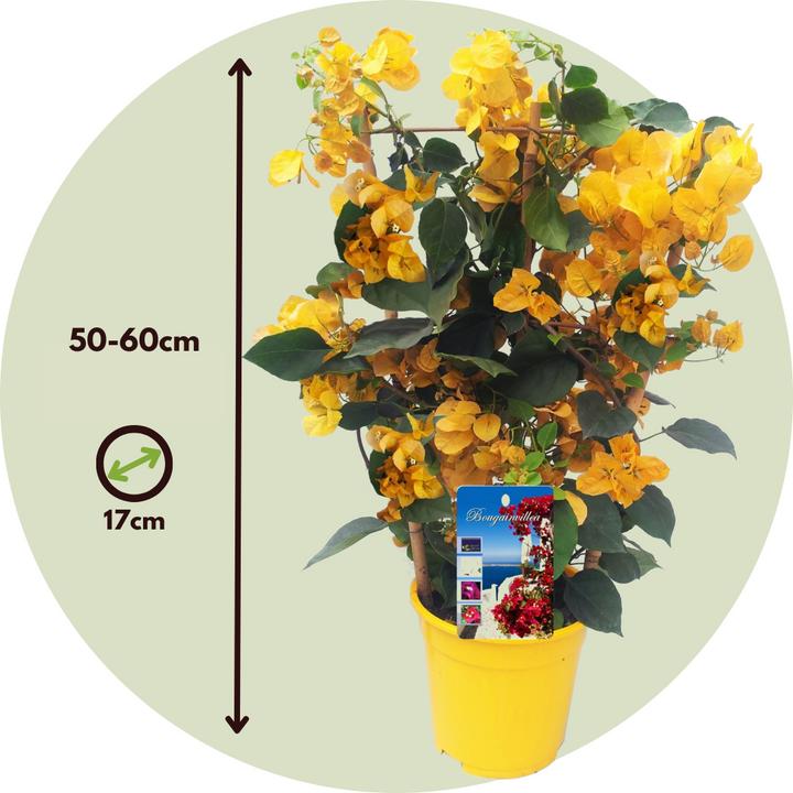 Image du produit Plant in a Box Bougainvillier 'Dania' - (50 cm)
