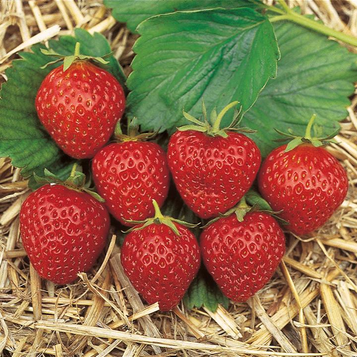 Immagine prodotto Häberli Fragole MARA DES BOIS 3x vassoio da 4 (25 cm)