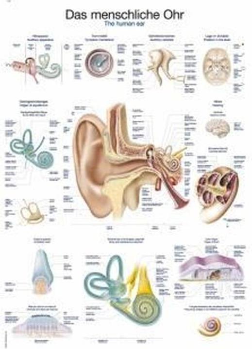 Image du produit Erler Zimmer Planche pédagogique L'oreille humaine, 50x70 cm