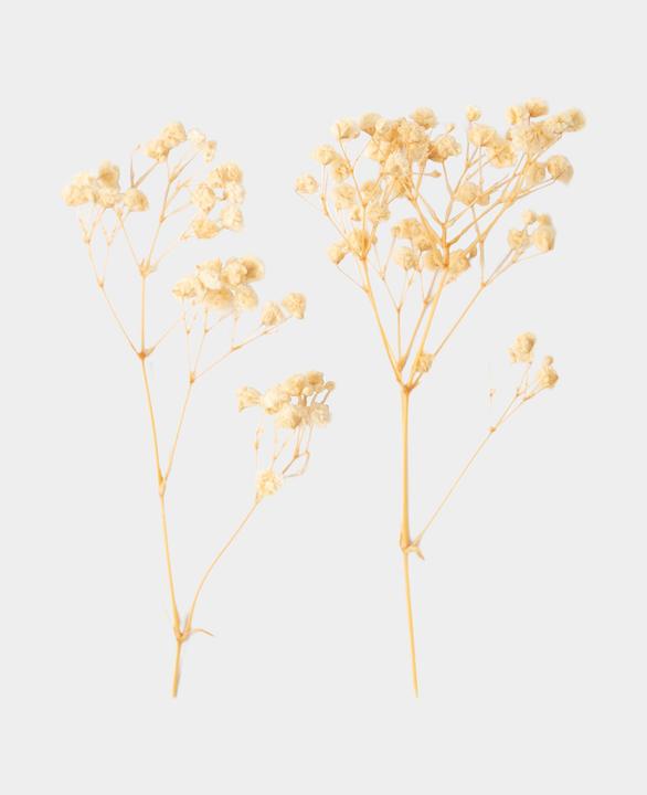 Produktbild I Am Creative Gypsophila getrocknet (Trockenblumen)