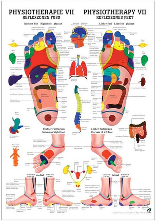 Image du produit Rüdiger Planche anatomique de réflexologie du pied (50 x 70 cm)