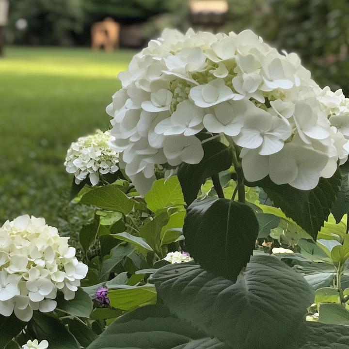 Produktbild Plant in a Box Hydrangea Strong Annabelle - Hortensie (30 cm)