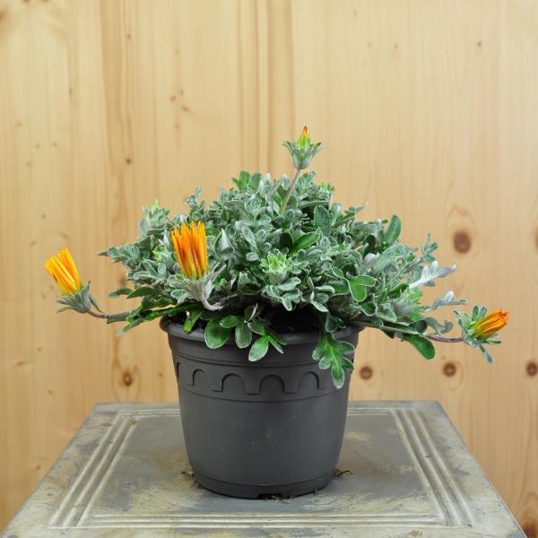 Produktbild Säntispracht 3 er Set, Mittags Gold - Gazania Cultivars Sun Stopper Orange (25 cm)