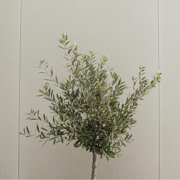 Actual product image Plant in a Box Olea Europaea - Set of 2 olive trees (90 cm)