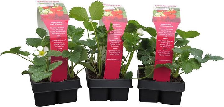 Häberli Fraises MARA DES BOIS 3x Barquette de 4 (25 cm)