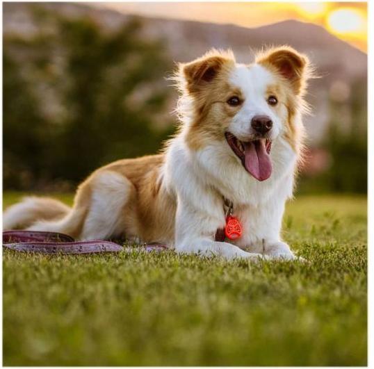 Produktbild Tickless Pet (Hund, Katze)