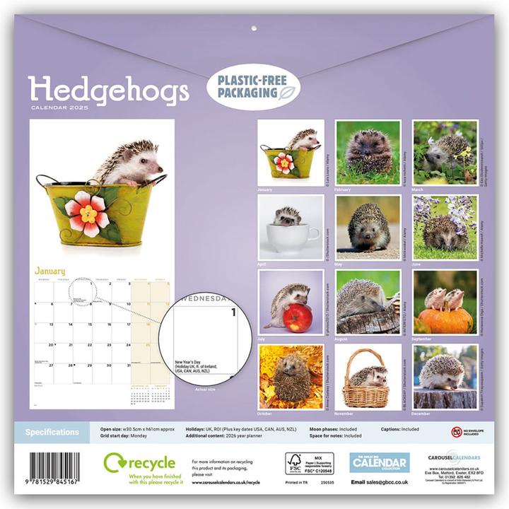 Produktbild Hedgehogs - Igel 2024 (30.5 x 30.5 cm, Englisch, Deutsch)