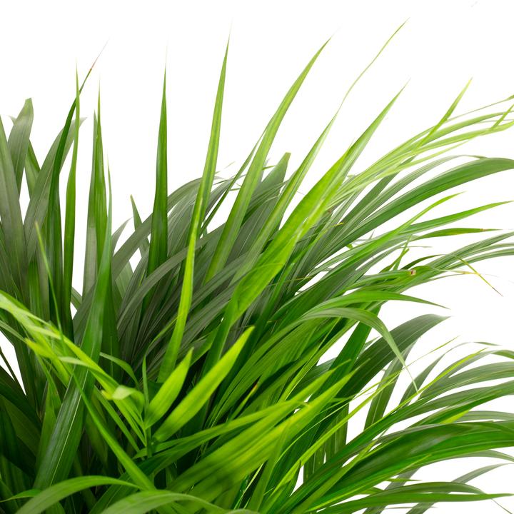 Actual product image Flowerbox Golden fruit palm - height ca. 100 cm, pot-Ø 21 cm - Areca Dypsis Lutescens (100 cm)