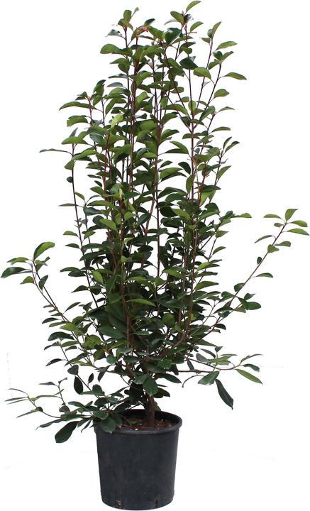 Image du produit Zulauf Photinia (175 cm)