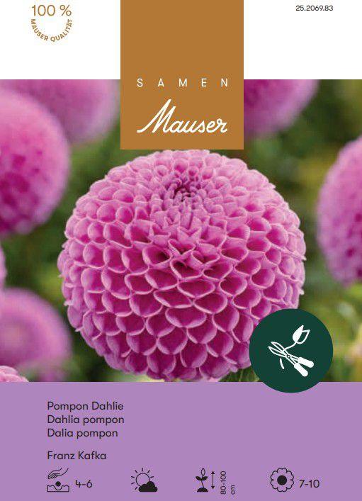 Image du produit Samen Mauser Ball-Dahlie Franz Kafka (Plante bulbeuse)