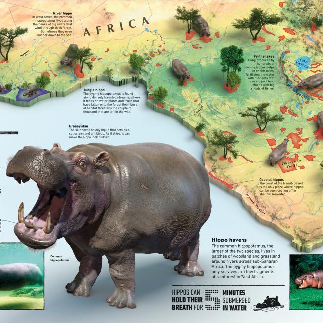 Produktbild What's Where on Earth? Animal Atlas (Englisch, Dorling Kindersley Ltd., 2021)