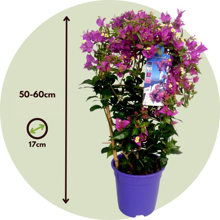 Produktbild Plant in a Box Bougainvillea 'Alexandra' (50 cm)