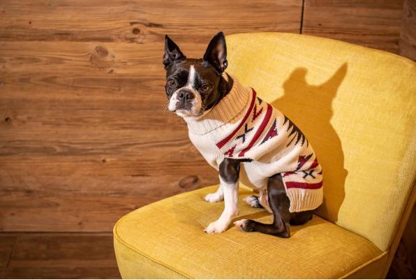 Immagine prodotto Chiara Ponticello LIMA (35, Maglione per cani)
