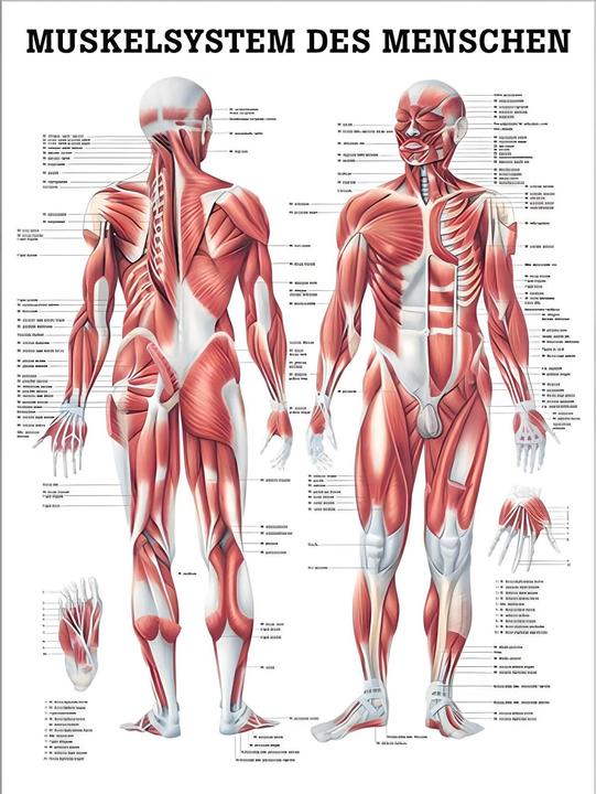 Actual product image Rüdiger Anatomical teaching chart The muscular system (70 x 70 cm)
