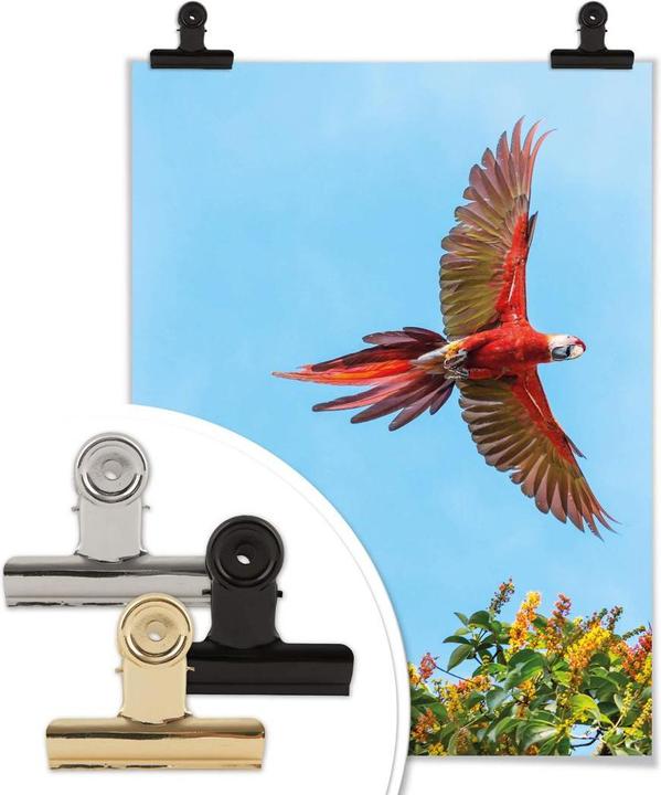Produktbild Trenddeko Colombo – Papagei im Flug (100 x 120 cm)