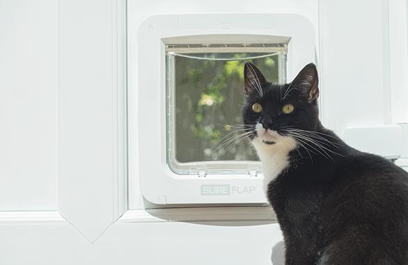 Actual product image SureFlap Connect (Microchip Cat Flap)