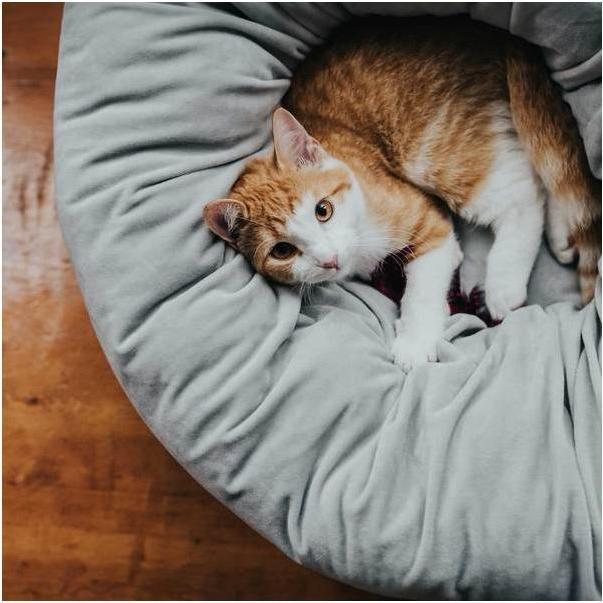 Actual product image Hunter Dog and Cat Sleeper Miranda (Dog, Cat)