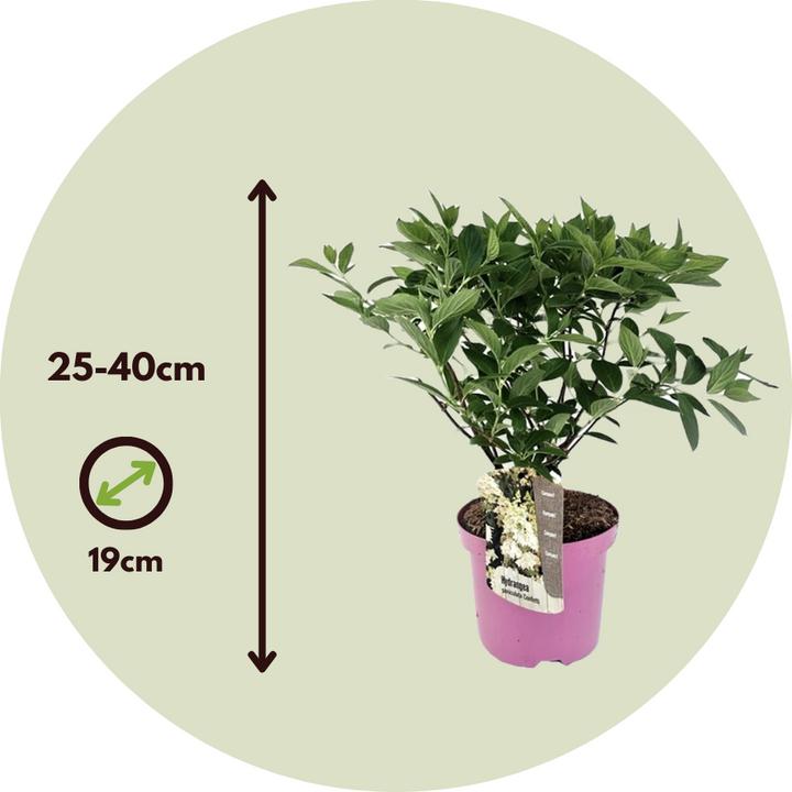 Produktbild Plant in a Box Hydrangea paniculata 'Confetti' - Hortensie (25 cm)