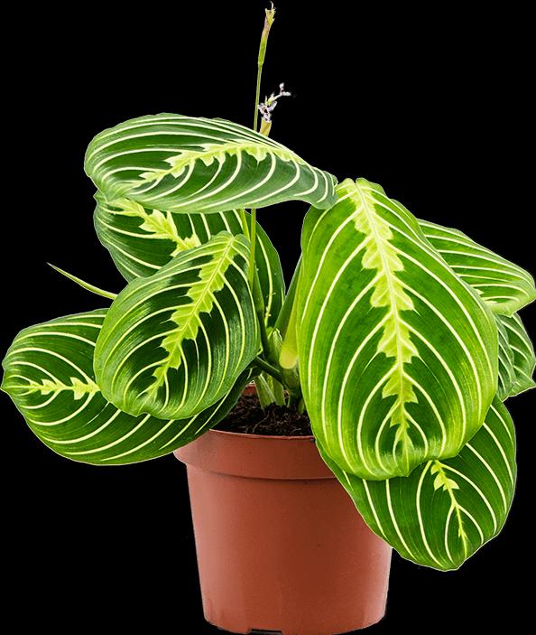 Produktbild Mahaloplants Maranta Lemon Lime (25 cm, Tierfreundlich)