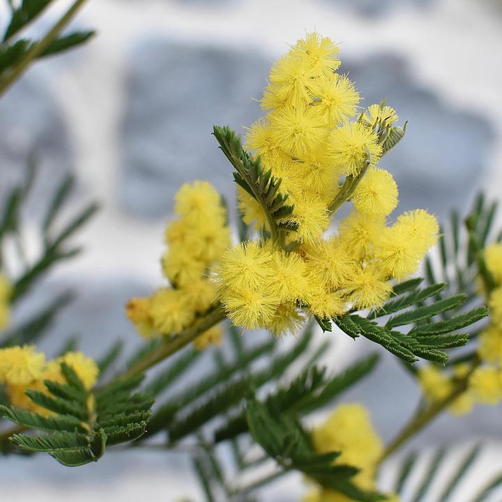Produktbild Plant in a Box Acacia dealbata Mimosa - Mimosen 3er Set (40 cm)